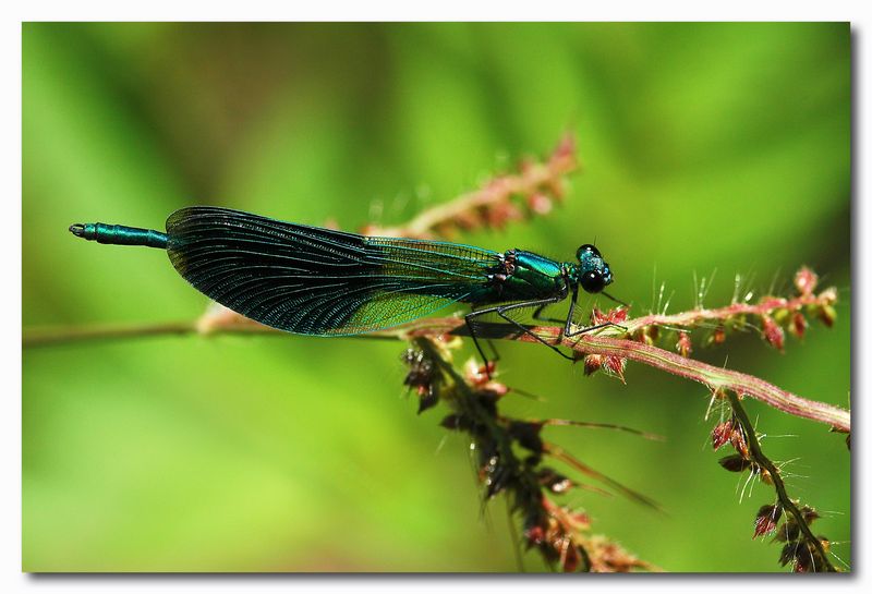 Calopteryx splendes